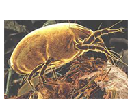 Allergy Specialist in Ahmedabad Allergy Specialist in Ahmedabad