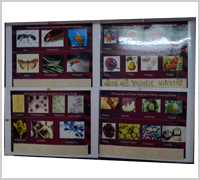 allergy doctor in anand