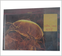 Allergy Doctors in Rajasthan